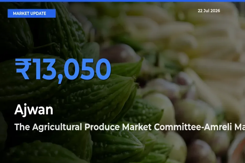 The Agricultural Produce Market Committee-Amreli Tops Ajwan Rates – July 22 Market Update