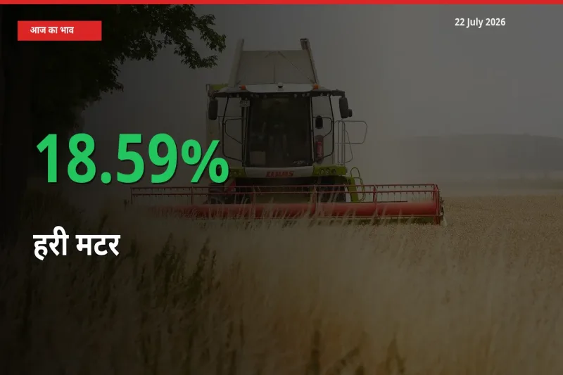 तेज़ तेजी! मंडी में हरी मटर के दाम 18.59% चढ़े