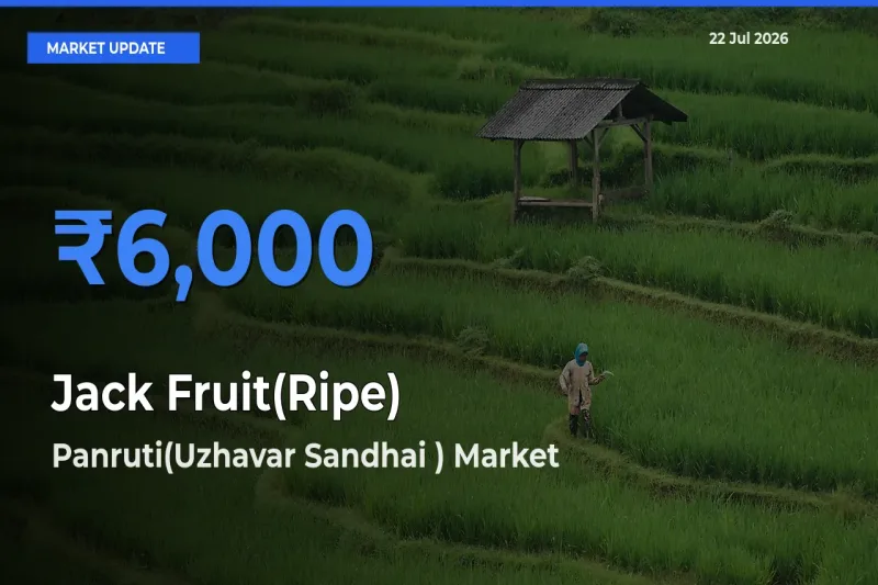 Panruti(Uzhavar Sandhai ) Tops Jack Fruit(Ripe) Mandi Rates Today