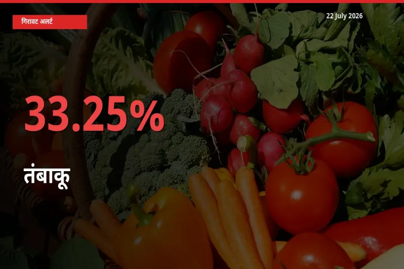 33.25% की गिरावट! मंडी में तंबाकू के दाम अचानक टूटे