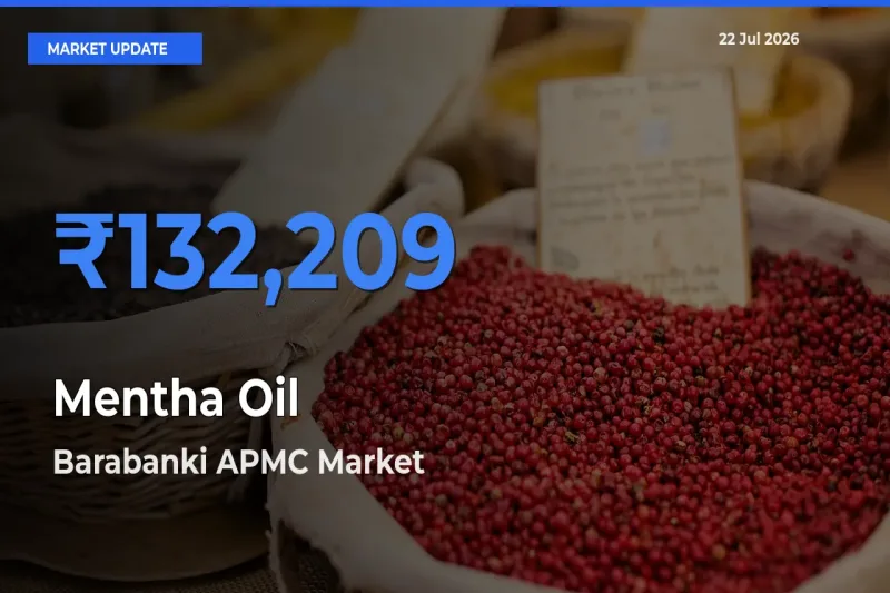 Barabanki APMC Emerges as Top Mandi for Mentha Oil Prices Today
