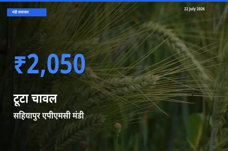 किसानों की पसंद बना सहियापुर एपीएमसी, टूटा चावल के सबसे अच्छे दाम