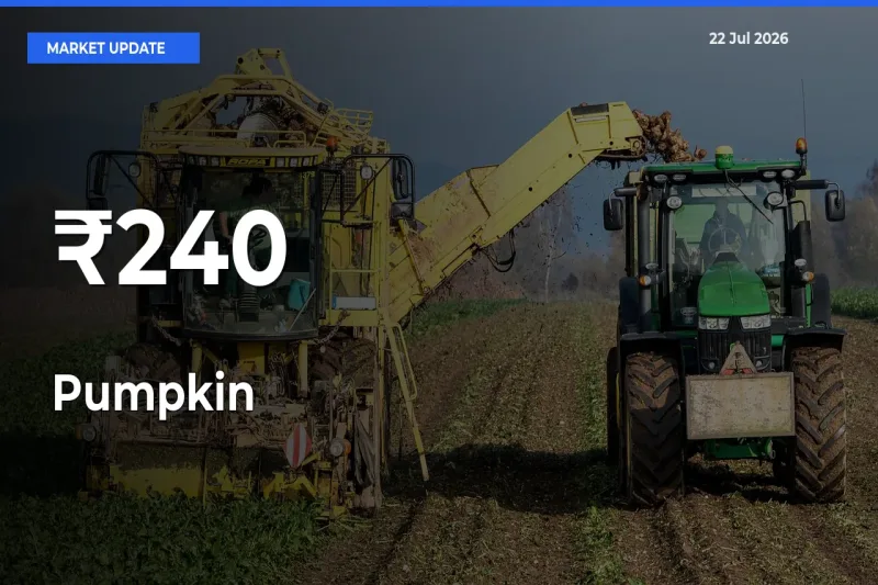 Pumpkin Prices Gain Momentum Across 240+ Mandis – Market Trend Strengthens