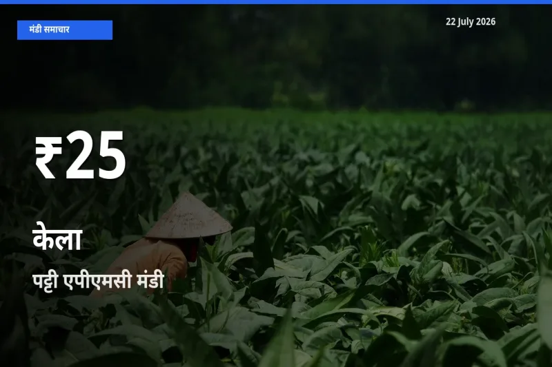बाज़ार संकेत: केला के भाव पट्टी एपीएमसी में 30 दिन के निचले स्तर पर