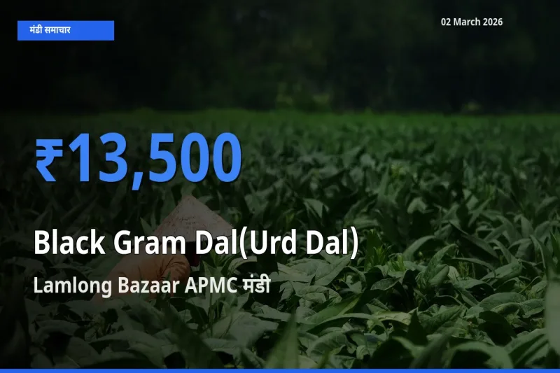 आज Black Gram Dal(Urd Dal) के सबसे ज़्यादा दाम Lamlong Bazaar APMC मंडी में दर्ज