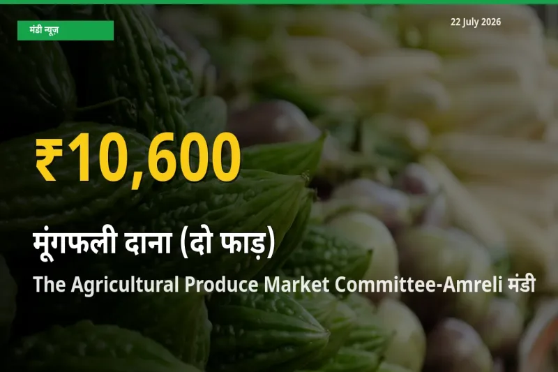 आज The Agricultural Produce Market Committee-Amreli में मूंगफली दाना (दो फाड़) के दाम रिकॉर्ड स्तर पर, ताज़ा मंडी भाव जानें
