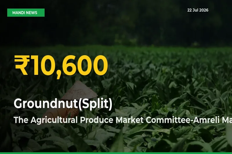 Farmers Benefit as Groundnut(Split) Rate Touches New High in The Agricultural Produce Market Committee-Amreli