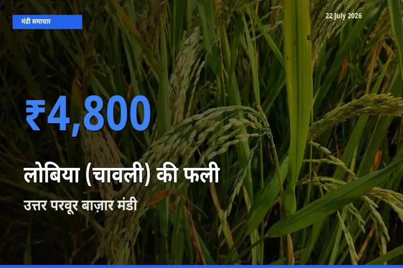 उत्तर परवूर बाज़ार मंडी में लोबिया (चावली) की फली ₹4,800 पर पहुँचा – आज का सर्वोच्च भाव