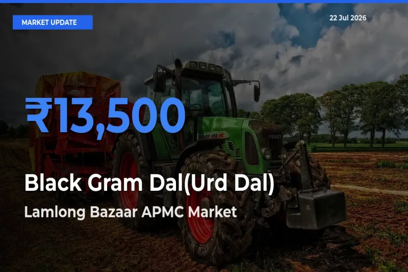 Lamlong Bazaar APMC Tops Black Gram Dal(Urd Dal) Mandi Rates Today