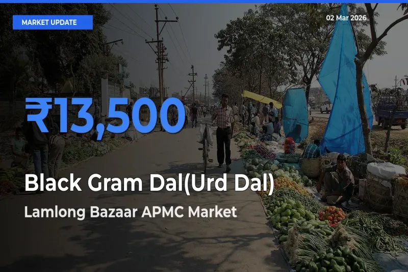 Black Gram Dal(Urd Dal) Mandi Rate Today: Lamlong Bazaar APMC Tops the List