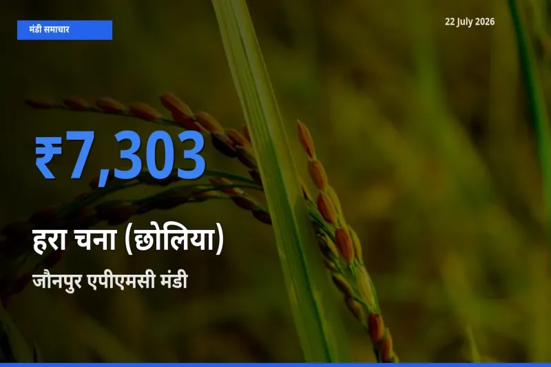 आज हरा चना (छोलिया) के सबसे ऊँचे दाम ₹7,303 जौनपुर एपीएमसी मंडी में