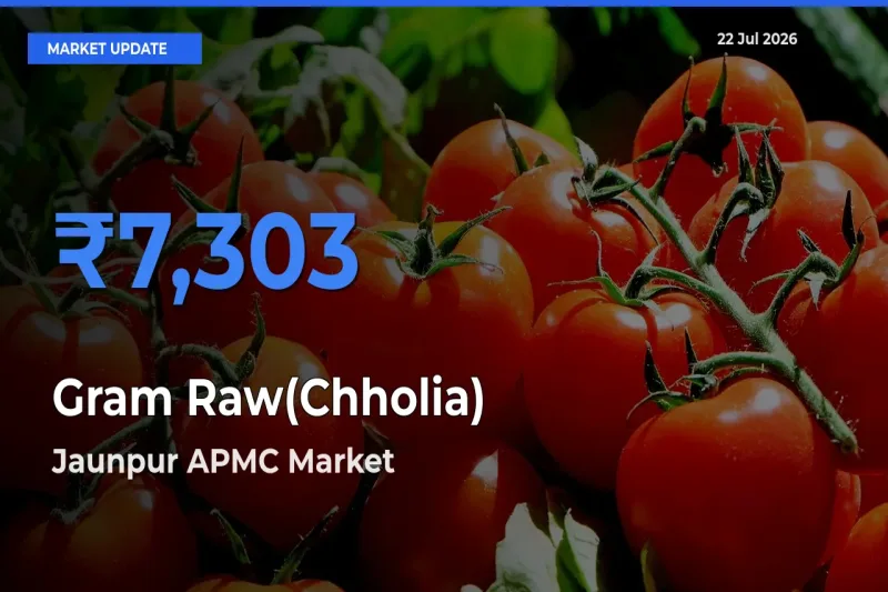 Jaunpur APMC Records Highest ₹7,303 Rate for Gram Raw(Chholia)