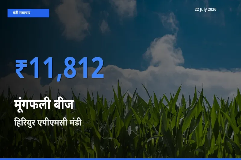 आज का मंडी भाव: मूंगफली बीज के सबसे ज़्यादा दाम हिरियुर एपीएमसी में