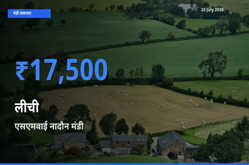 आज का मंडी भाव: लीची के सबसे ज़्यादा दाम एसएमवाई नादौन में