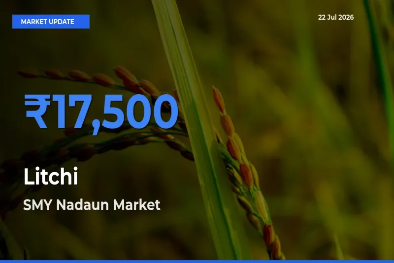 SMY Nadaun Records Highest ₹17,500 Rate for Litchi
