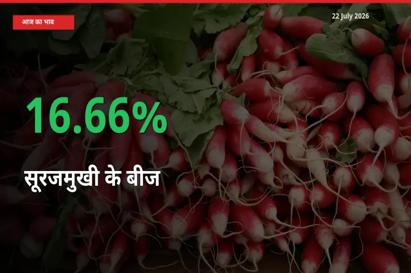 किसानों के लिए खुशखबरी! स्थानीय मंडी में सूरजमुखी के बीज 16.66% उछला