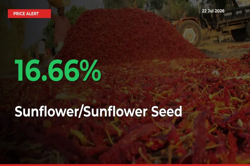 Big Rally! Sunflower/Sunflower Seed Climbs 16.66% in 24 Hours at Top Mandis
