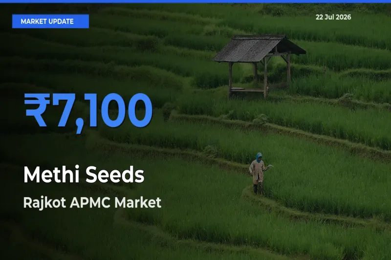 Rajkot APMC Offers ₹7,100 – Highest Methi Seeds Rate Today
