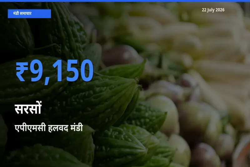 एपीएमसी हलवद मंडी में सरसों ₹9,150 पर पहुँचा – आज का सर्वोच्च भाव