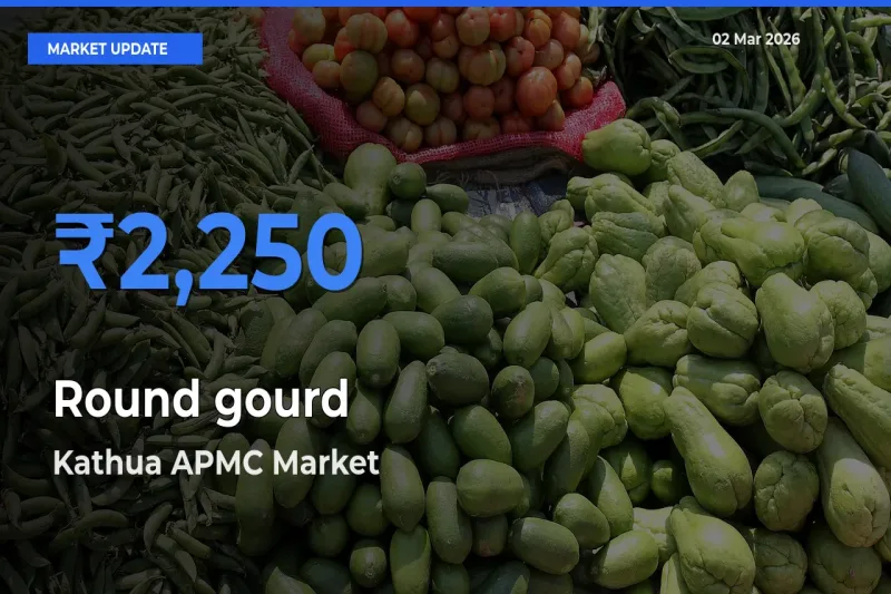 Farmers Prefer Kathua APMC as Round gourd Hits Highest Rate