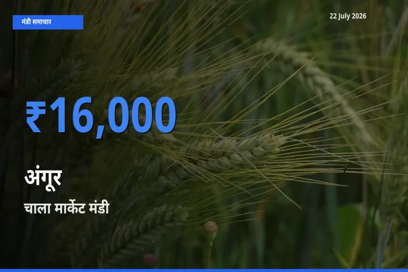 आज अंगूर के सबसे ऊँचे दाम ₹16,000 चाला मार्केट मंडी में