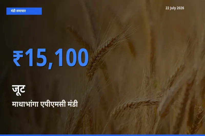 आज जूट के सबसे ज़्यादा दाम माथाभांगा एपीएमसी मंडी में दर्ज