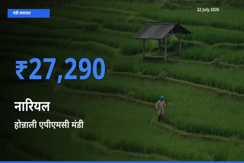 22 July अपडेट: नारियल के सबसे ऊँचे दाम होन्नाली एपीएमसी मंडी में