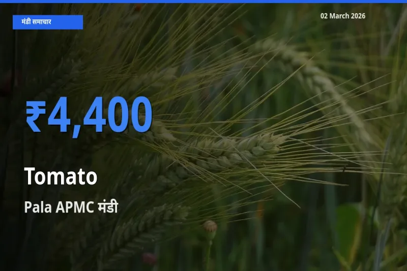 Pala APMC में टमाटर का आज सबसे ऊँचा भाव