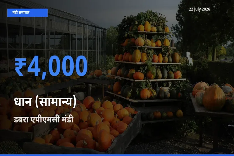 आज का मंडी भाव: धान (सामान्य) के सबसे ज़्यादा दाम डबरा एपीएमसी में