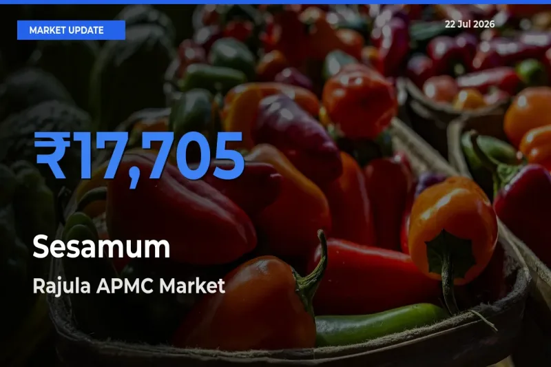 Market Watch: Rajula APMC Becomes Top Mandi for Sesamum