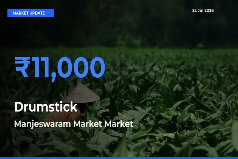 Manjeswaram Market Tops Drumstick Rates – July 22 Market Update