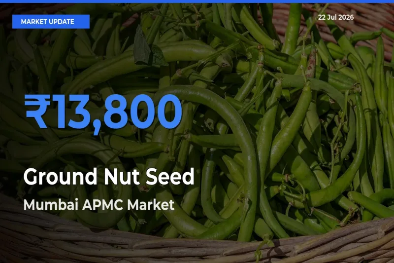 Mumbai APMC Records Highest ₹13,800 Rate for Ground Nut Seed