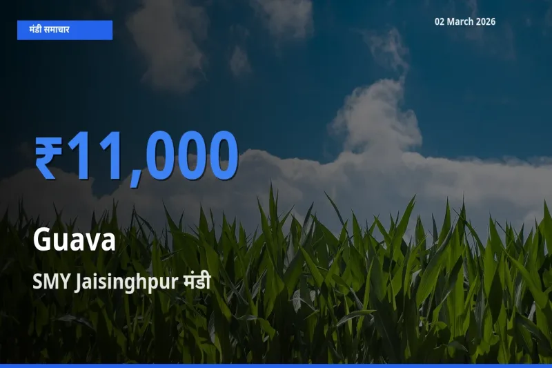 आज का मंडी भाव: अमरूद के सबसे ज़्यादा दाम SMY Jaisinghpur में