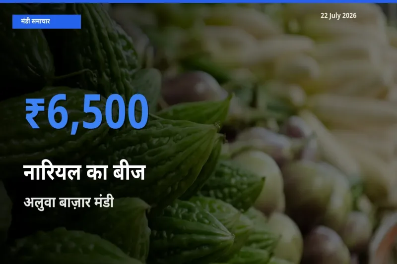 अलुवा बाज़ार मंडी में आज नारियल का बीज के सबसे ऊँचे दाम दर्ज