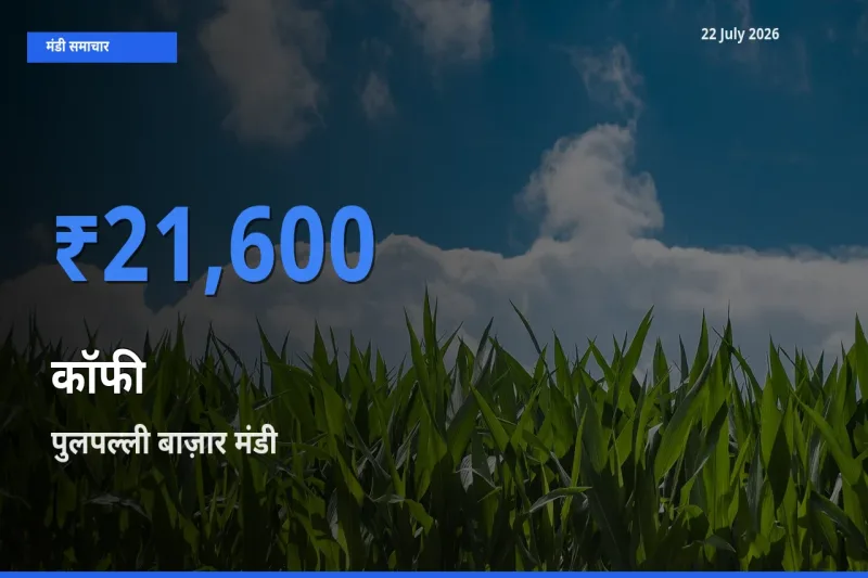 आज कॉफी के सबसे ऊँचे दाम ₹21,600 पुलपल्ली बाज़ार मंडी में