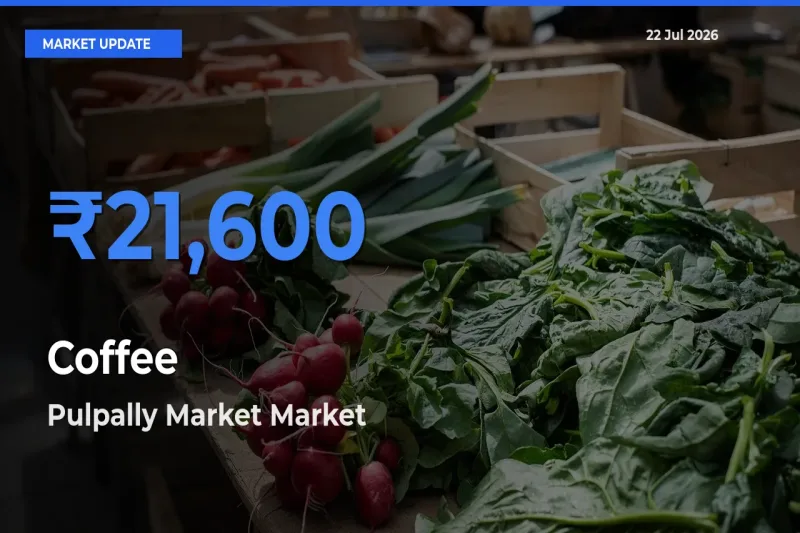 Top Performer! Pulpally Market Offers Best Coffee Price Today