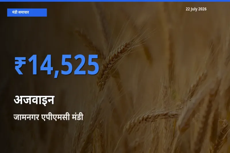 किसानों की पसंद बना जामनगर एपीएमसी, अजवाइन के सबसे अच्छे दाम