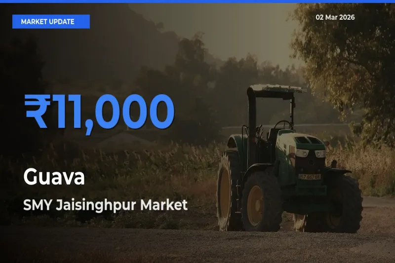 Top Performer! SMY Jaisinghpur Offers Best Guava Price Today