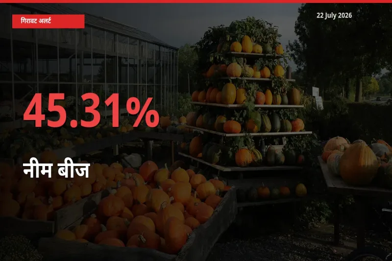अचानक झटका! मंडी में नीम बीज के दाम 45.31% टूटे