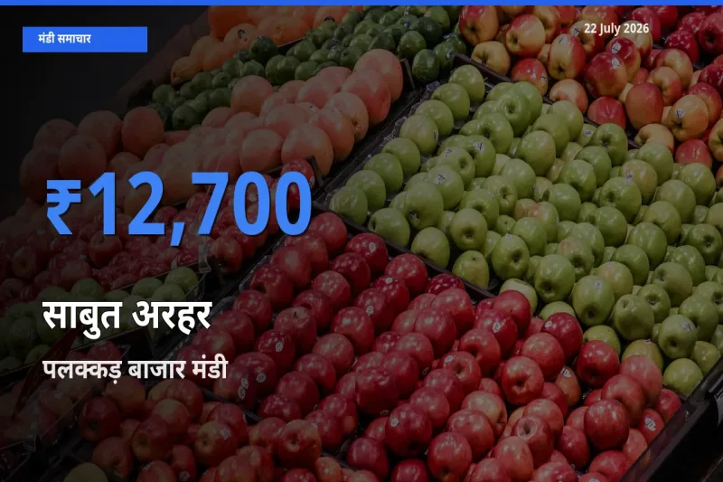 पलक्कड़ बाजार में साबुत अरहर का आज सबसे ऊँचा भाव