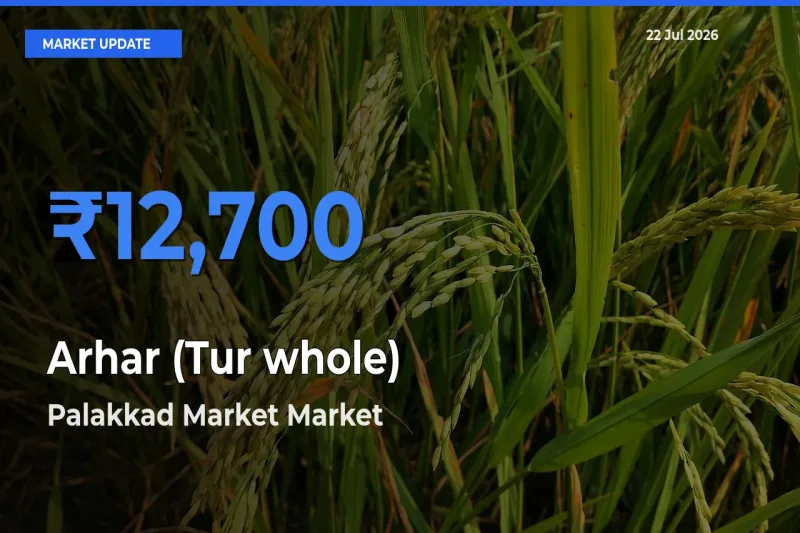 Top Performer! Palakkad Market Offers Best Arhar (Tur whole) Price Today