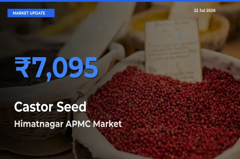 Himatnagar APMC Tops Castor Seed Mandi Rates Today
