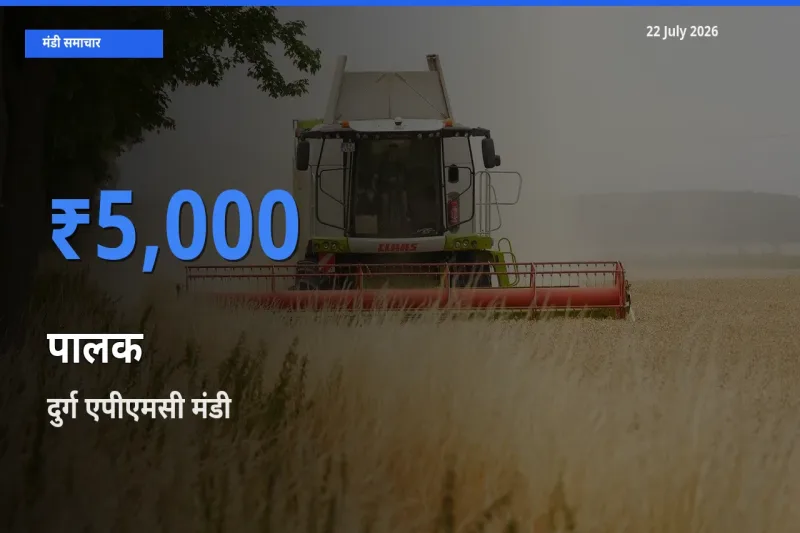 दुर्ग एपीएमसी मंडी में पालक ₹5,000 पर पहुँचा – आज का सर्वोच्च भाव