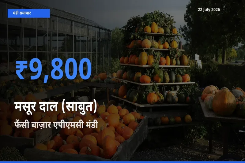 फैंसी बाज़ार एपीएमसी में मसूर दाल (साबुत) का आज सबसे ऊँचा भाव