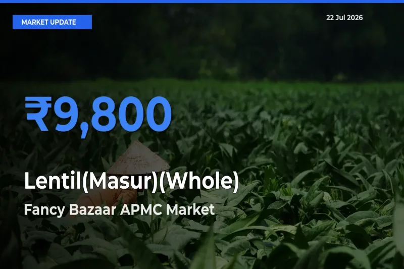 Fancy Bazaar APMC Emerges as Top Mandi for Lentil(Masur)(Whole) Prices Today