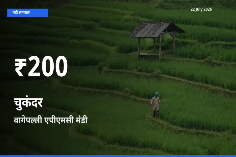 22 July अपडेट: चुकंदर के दाम 30 दिन के न्यूनतम स्तर पर, बागेपल्ली एपीएमसी