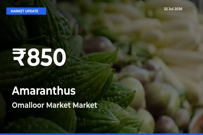 Amaranthus Prices Touch 30-Day Low in Omalloor Market – July 22 Update