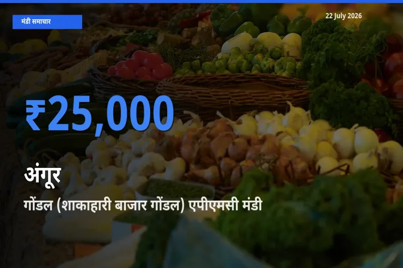 गोंडल (शाकाहारी बाजार गोंडल) एपीएमसी में अंगूर का आज सबसे ऊँचा भाव