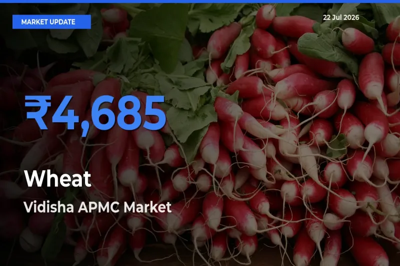 Wheat Mandi Rate Today: Vidisha APMC Tops the List