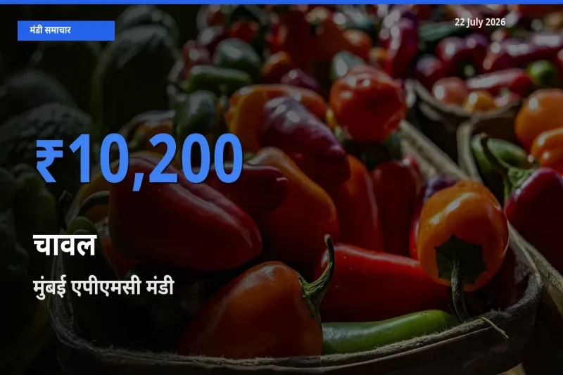 मुंबई एपीएमसी में चावल का आज सबसे ऊँचा भाव